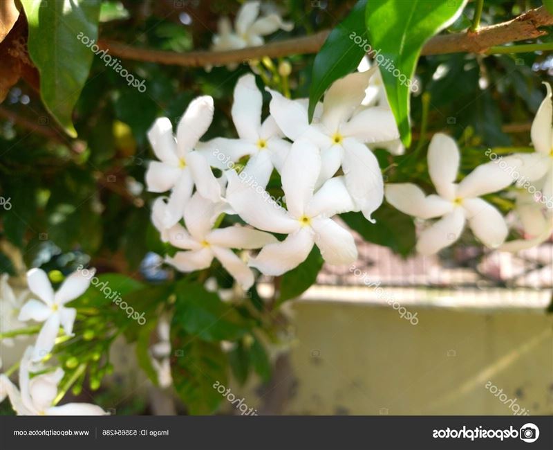 Plant Name Chandani Crepe Jasmine Tabernaemontana Divaricate Stock Photo by  ©yogiankit165 535654286