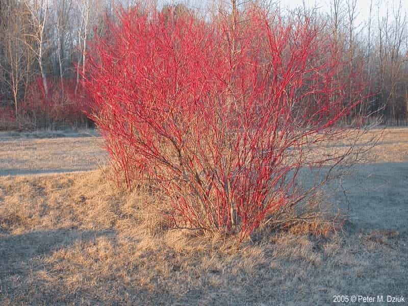Plant Profile: Red-osier Dogwood - Forest Preserves of Cook County