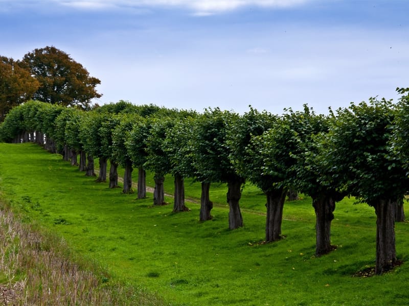 Plant Trees In Wet Areas: Using Water Loving Trees In Poor Drainage Soil