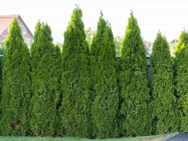 Planting An Arborvitae: When To Plant Arborvitae Trees And Arborvitae  Growing Conditions