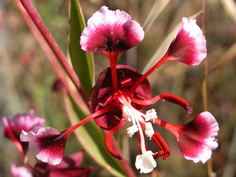 Plant of the Month - Elegant Clarkia