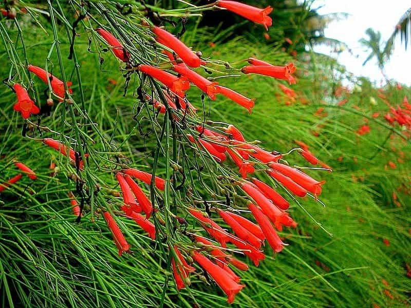 Plant of the Month: Firecracker plant an eye-catching garden addition -  West Hawaii Today