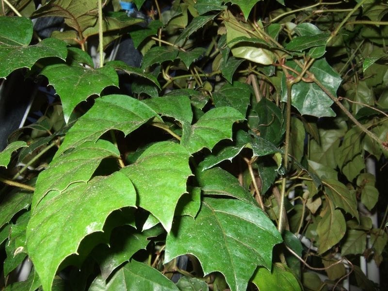 Plants - AMWUA