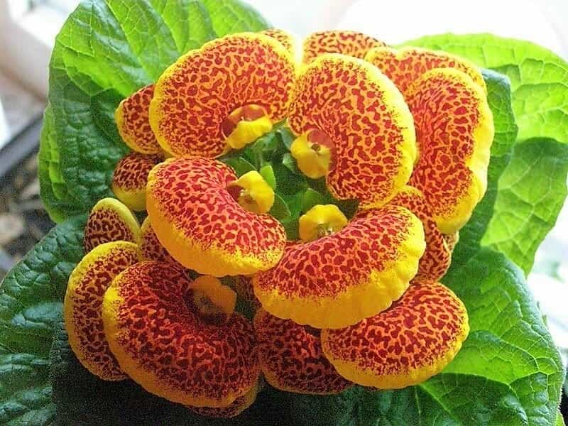 Pocketbook Plant Care - How To Grow Calceolaria Indoors