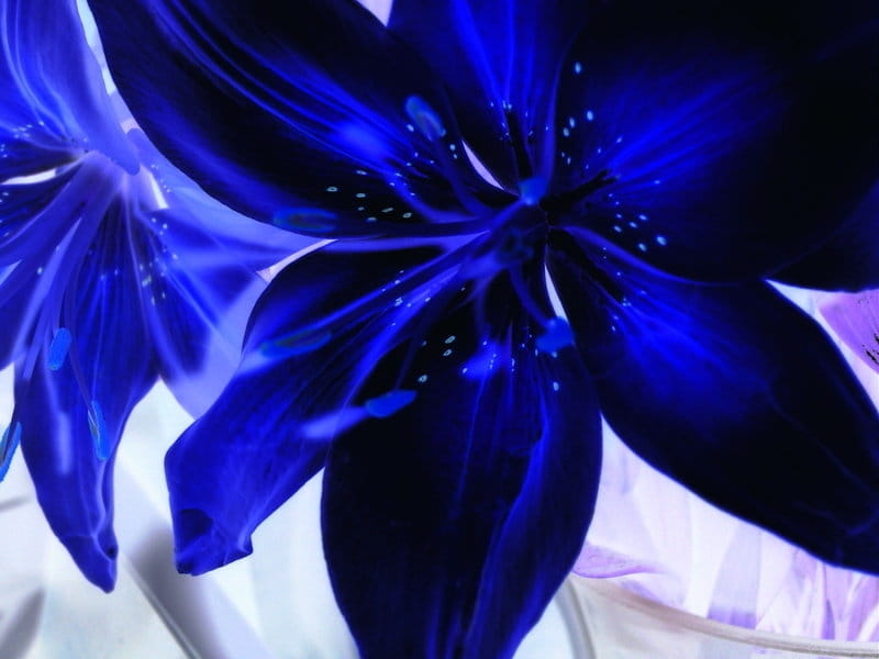Pollware - Custom Polling for Websites - Blue lilies, Blue lily, Blue  flowers