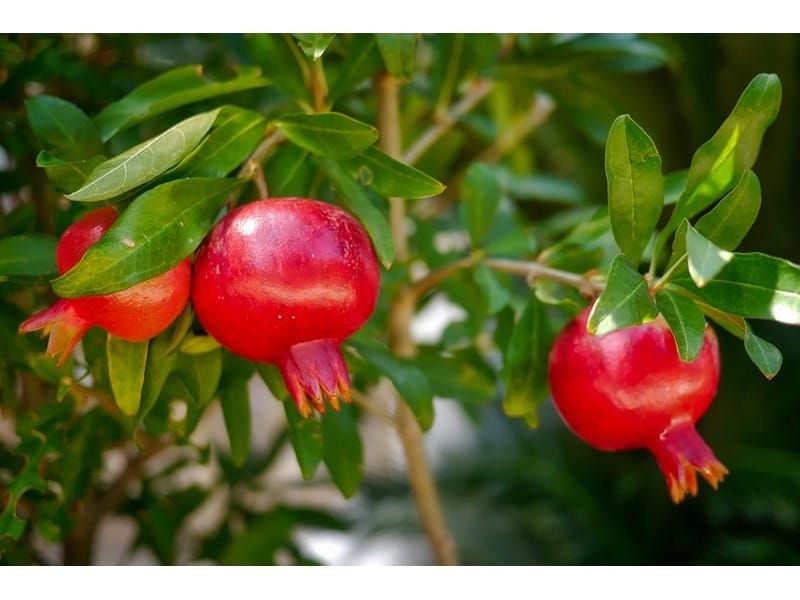 Pomegranate Flower And Fruit Stock Photo, Picture And Royalty Free Image.  Image 10018795.
