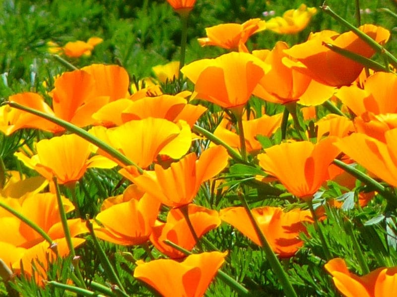 Poppy Iceland Windsong F2 - Flowers-Seeds- Kings Seeds