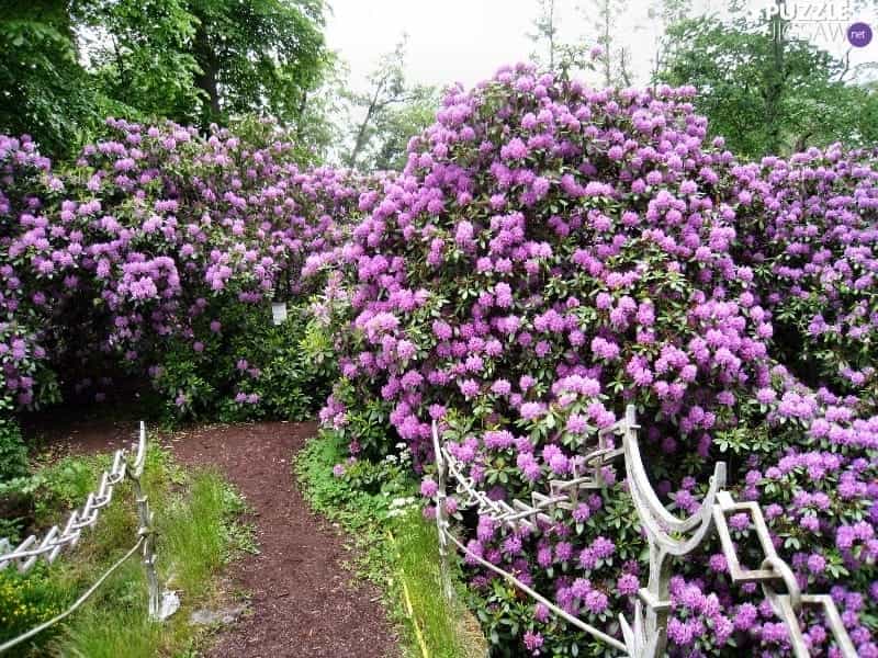 Popular Flowering Bushes for Your Garden Landscape