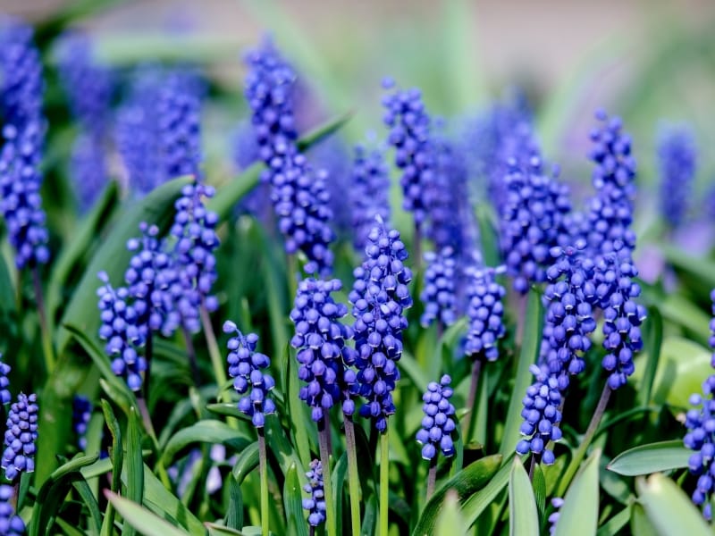 Post Bloom Grape Hyacinth Care: What To Do With Muscari Bulbs After  Flowering