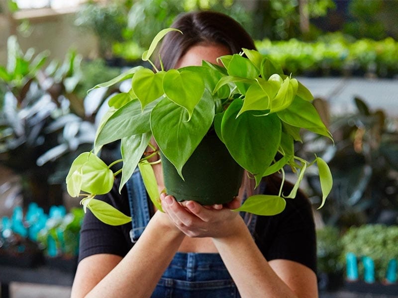 Pothos Plant - Tips For Easy Pothos Care