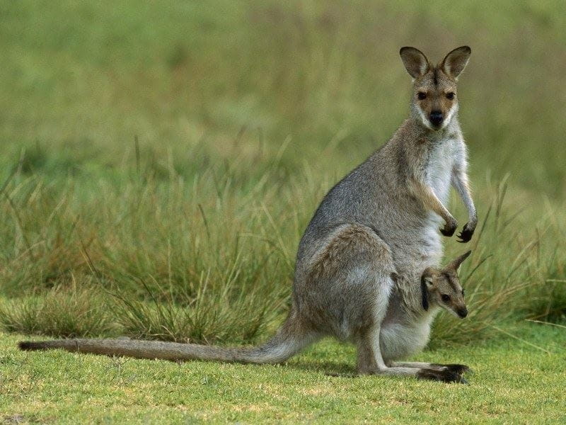 Potted Kangaroo Paw - BLOOM
