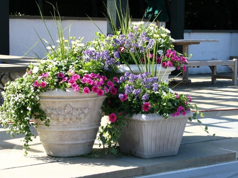 Potted Plant Arrangements - Lily Pond Area by Hubert Steed - Potted plants  outdoor, Best potted plants, Beautiful flowers garden