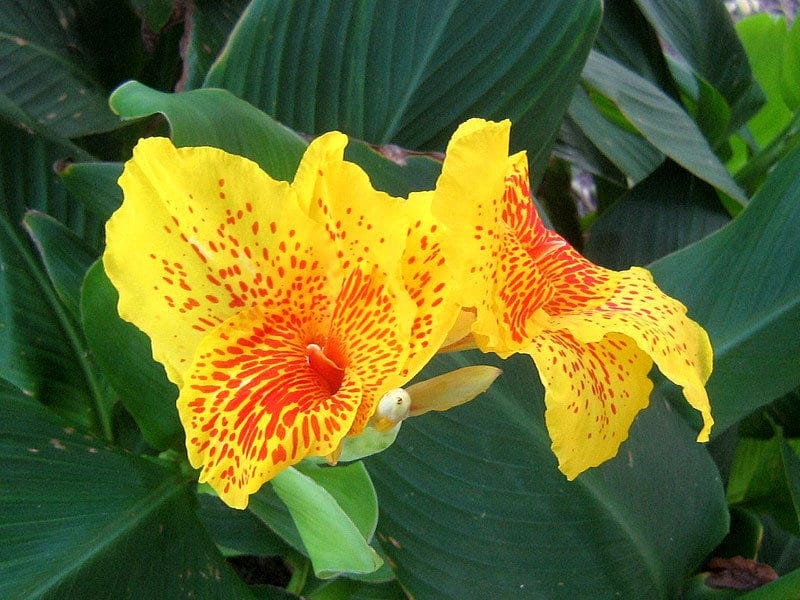 Pretoria Bengal Tiger - Premium Canna Lily Bulbs - Lively Root