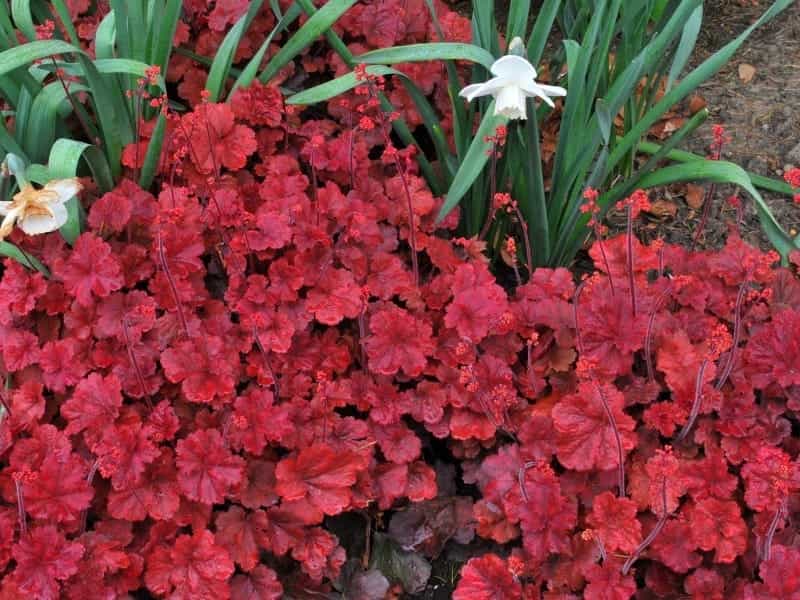 Primo® 'Wild Rose' - Coral Bells - Heuchera hybrid - Proven Winners