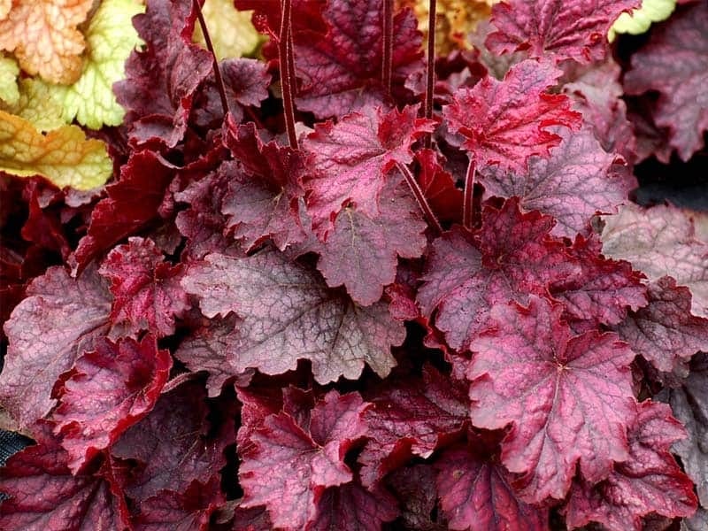 Primo® Black Pearl Coral Bells - Plant Addicts