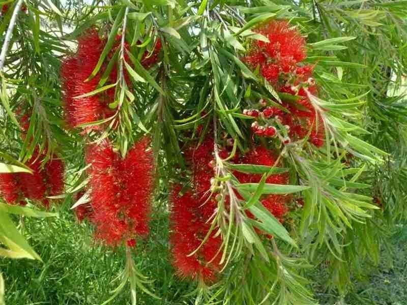 Product Description, Genus comprising numerous species of evergreen shrubs  and trees native to Australia which have an extraordinary elective ...