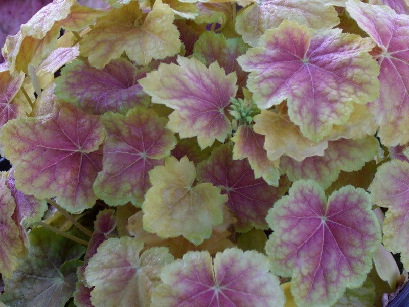 Proven Winners® Perennial Plants-Heuchera - Dolce 'Spearmint' Coral Bells -  Proven Winners Direct