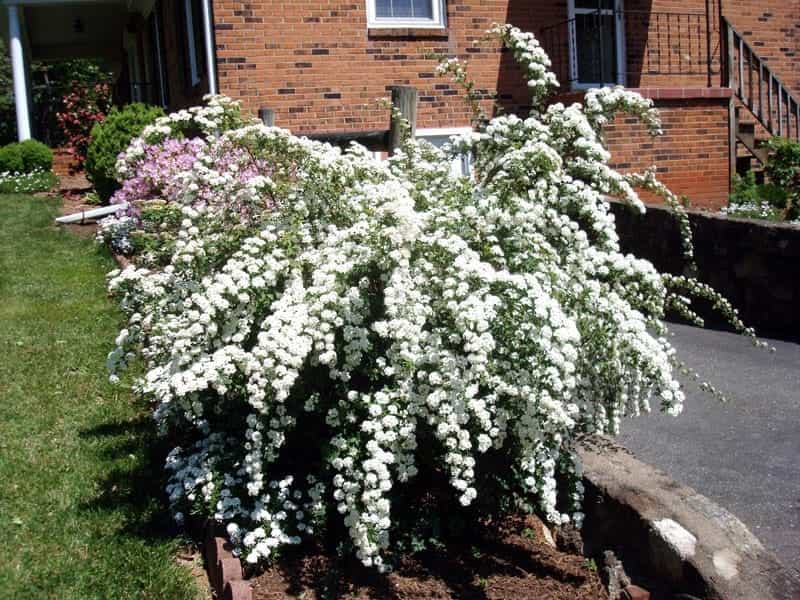 Proven Winners® Shrub Plants-Spiraea - Double Play Painted Lady Spirea -  Proven Winners Direct