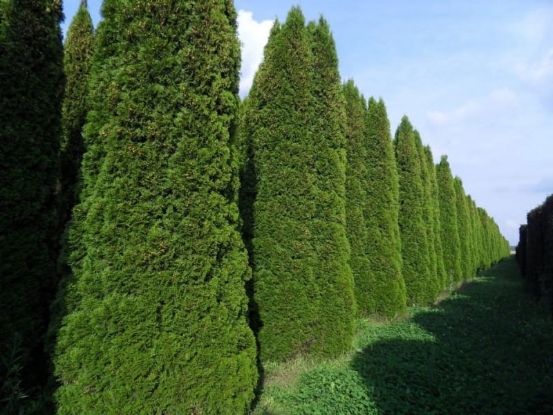 Proven Winners® Shrub Plants-Thuja - North Pole Arborvitae - Proven Winners  Direct