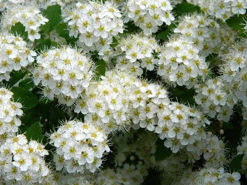 Proven Winners Double Play Big Bang Spirea Plant - The Home Depot Canada