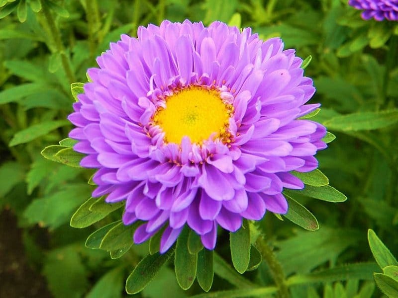 Purple Aster flowers - Aster flower, Purple flowers, Purple flowers garden