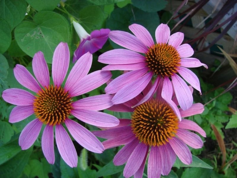 Purple Coneflower Echinacea Heirloom Seeds - Terroir Seeds