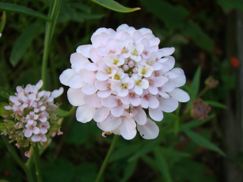 Purple Rain Candytuft Seeds from Park Seed
