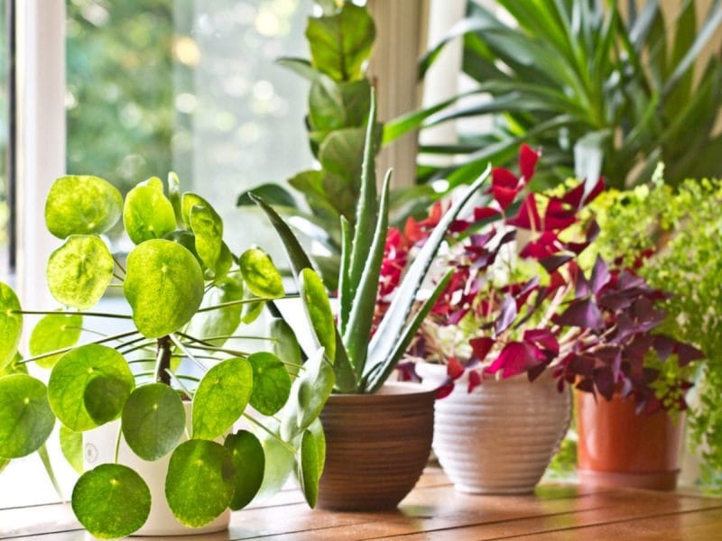 Purple Tongue (Tradescantia) Plant - House Plants, Office Plants Delivered