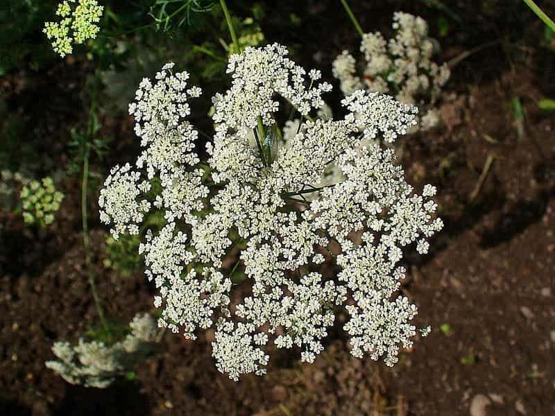 Queen Anne's Lace - Jeanne Amato