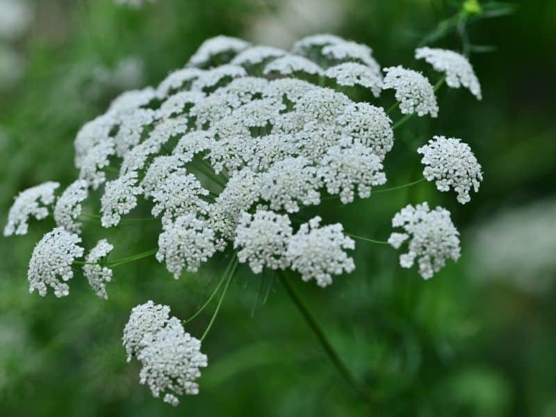 Queen Anne's Lace seeds - The Seed Collection