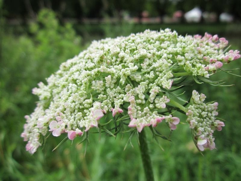 Queen Anne's Lace vs. Poison Hemlock: Identify the differences in the wild!  - YouTube