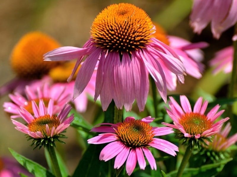 Questions Answered Series: Coneflowers (Echinacea) – Great Garden Plants