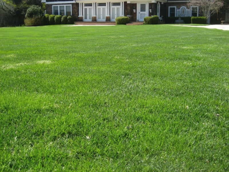 Quick Lawn Grass Seed - Buy Online - Boston Bulbs