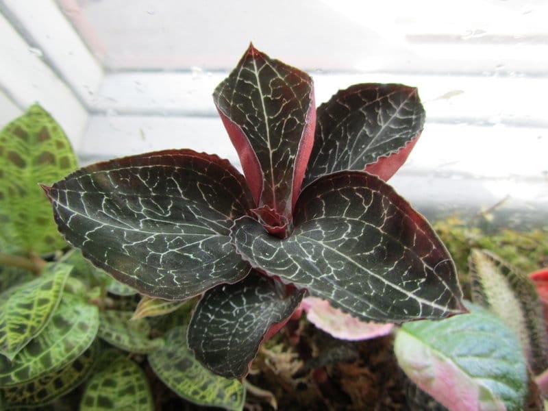 RARE / Black Jewel Orchid / Lusidia Discolour, Home  Furniture, Gardening  on Carousell