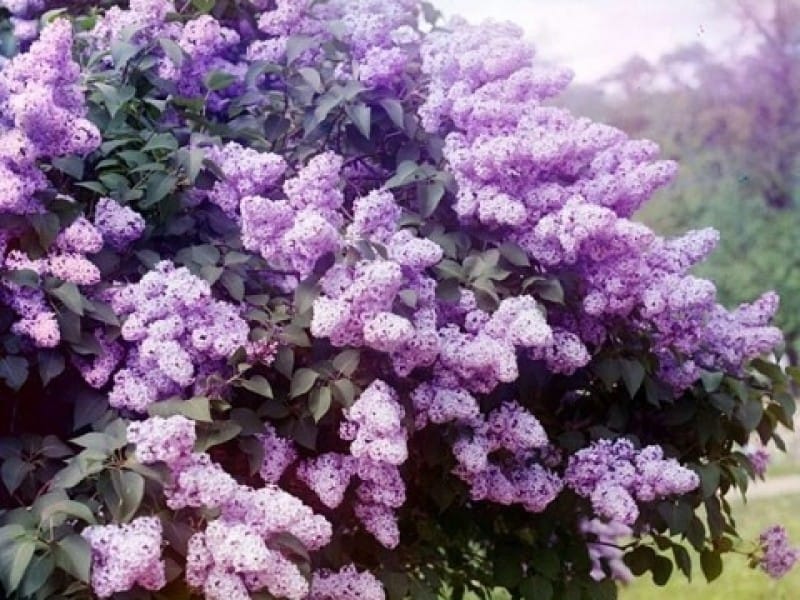 Read This if You Don't Know How to Prune Lilac Bushes the Right Way -  Gardenerdy