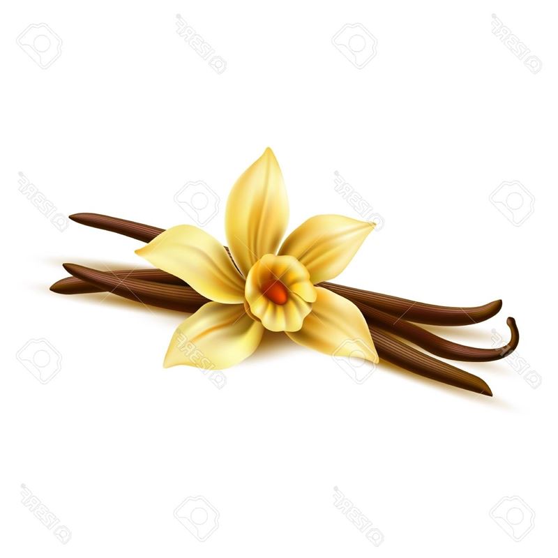Realistic Vanilla Flower With Dry Sticks. Vector Yellow Orchid Blossom With  Vanilla Pod Beans. Aromatic Flavor, Natural Condiment. Delicious Cooking  Ingredient. 3d Indian Seasoning Illustration Royalty Free Cliparts,  Vectors, And Stock Illustration.