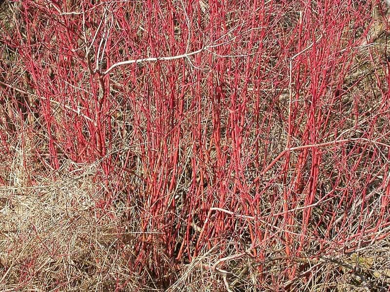 Red-osier Dogwood Stems - Naturally Curious with Mary Holland