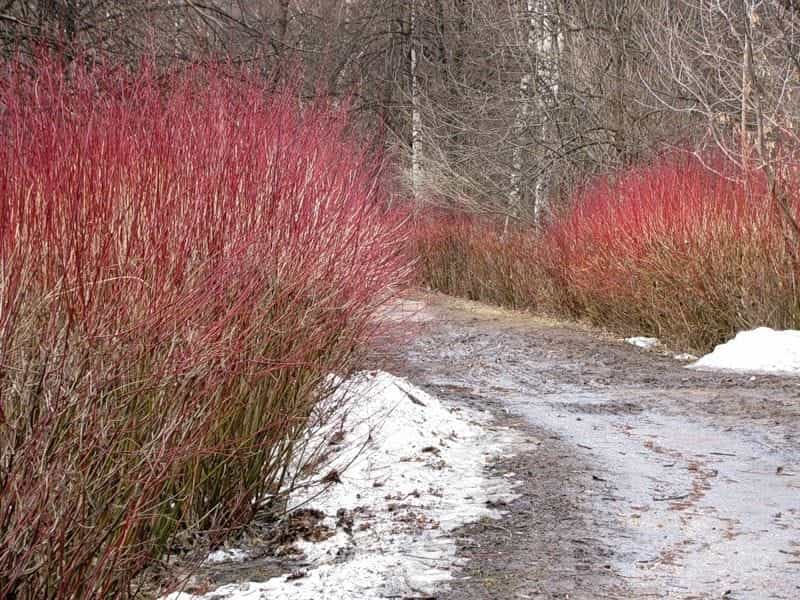 Red-osier dogwood - The Morton Arboretum