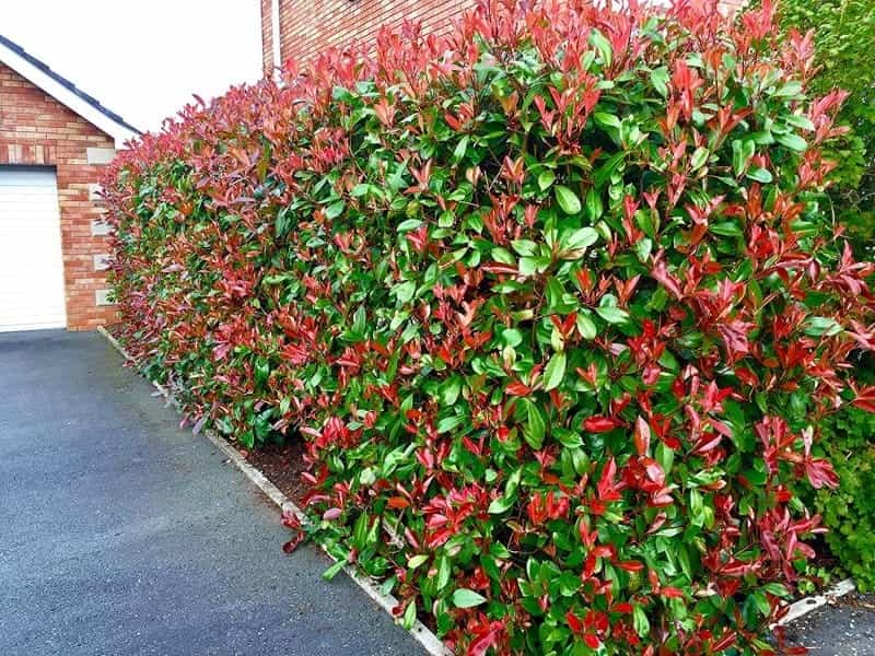 Red-tip photinias susceptible to diseases