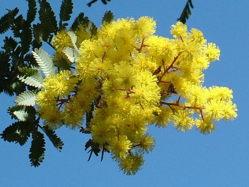 Red Acacia Flower. Closeup On Red Flowers Of Flamboyant Tree, Acacia Green  Leaves Stock Photo, Picture And Royalty Free Image. Image 101484732.