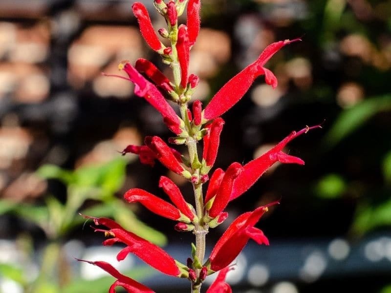Red Cardinal Flower For Sale - Buy Lobelia Cardinalis Online