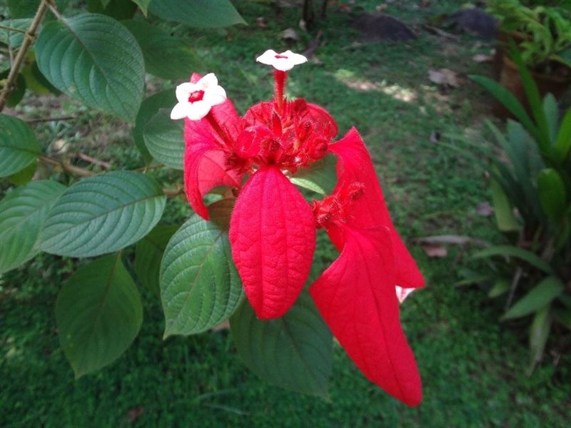 Red Flag Bush Flower (Mussaenda Flower) - Mussaenda Flower o… - Flickr