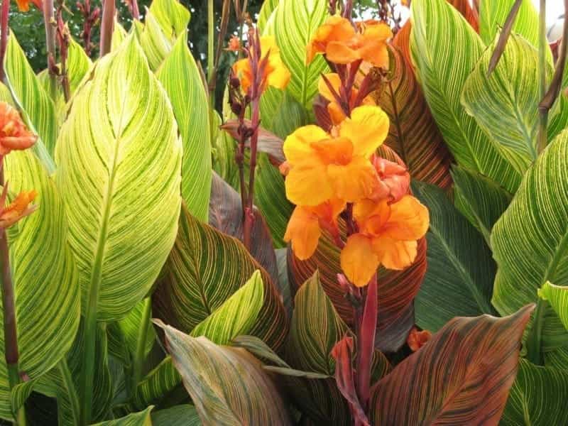 Red Flowers with Green Leaves of Canna Lily Plant Isolated on White  Background with Clipping Path Stock Image - Image of freshness, leaf:  165430201