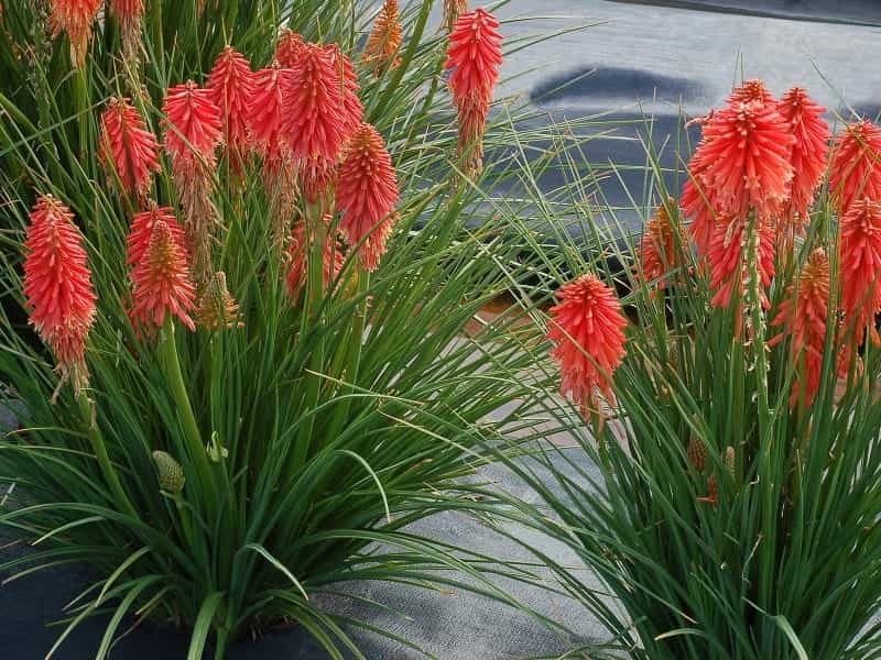 Red Hot Poker Collection (Kniphofia) - JParkers