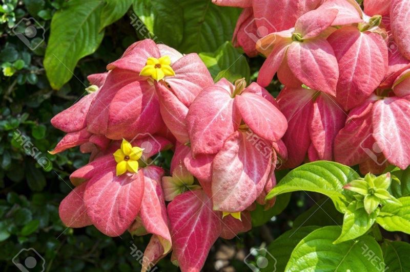 Red Mussaenda Philippica, Virgin Tree In Garden, Thailand. Stock Photo,  Picture And Royalty Free Image. Image 28362101.