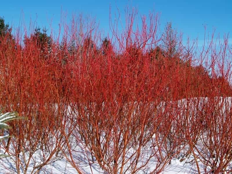 Red Osier Dogwood - Cornus Sericea - Deciduous Shrubs - Cold Stream Farm
