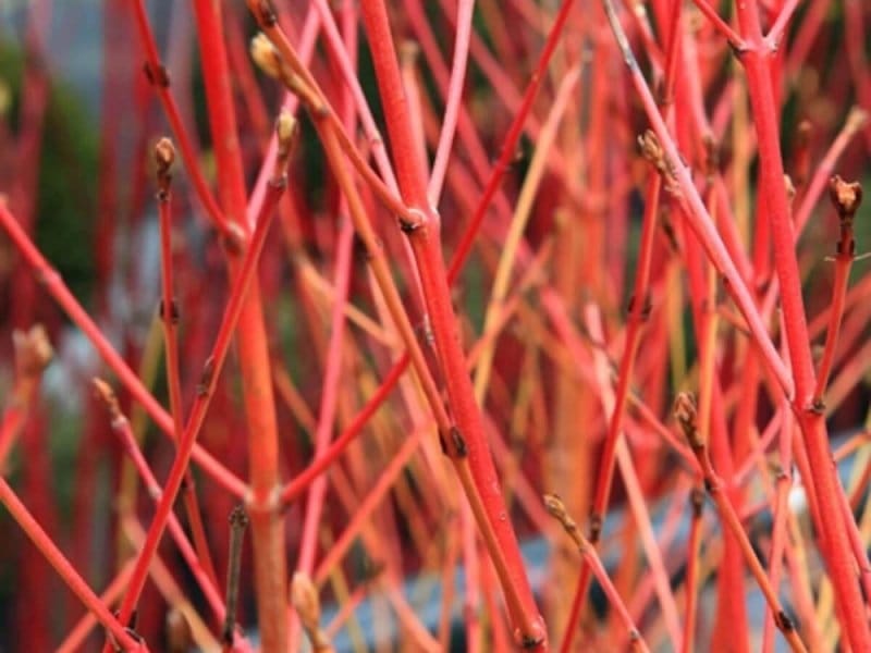 Red Osier Dogwood - Cornus Sericea Stock Photo - Image of floral, dogwood:  125096666
