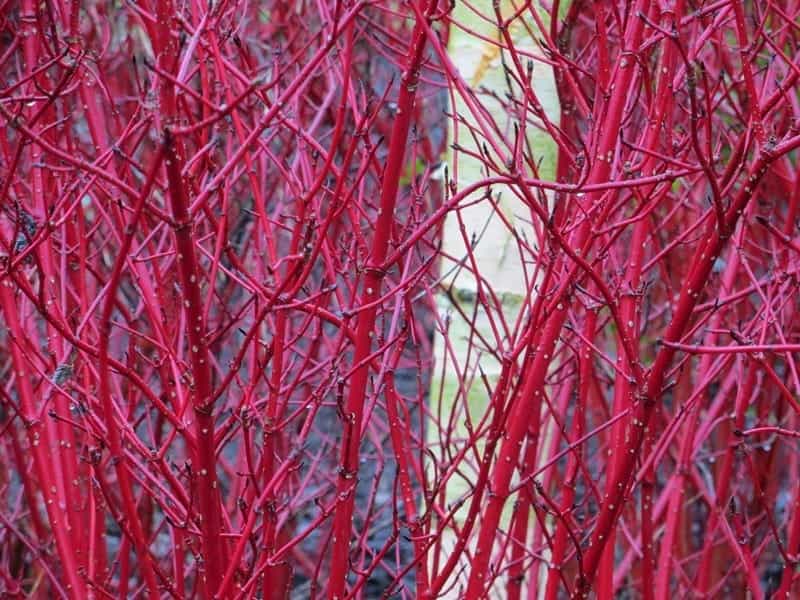 Red Osier Dogwood — Ontario Native Plant Nursery - Container Grown -  (705)466-6290
