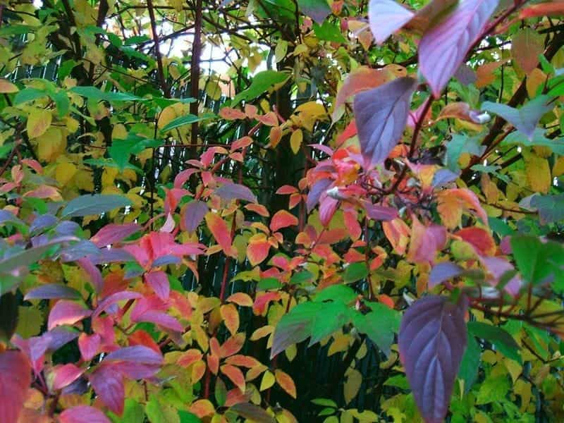 Red Osier Dogwood - Plant ID - YouTube