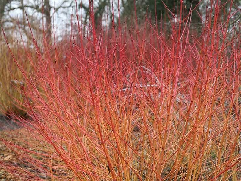 Red Osier Dogwood Identification - Great for Primitive Crafts - YouTube